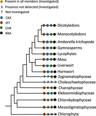 The origin and early evolution of cytokinin signaling